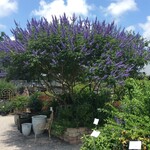 VITEX, CHASTE TREE,  'MONTROSE PURPLE' 3G