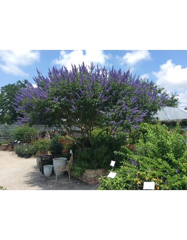 Vitex 'Montrose Purple' 3G