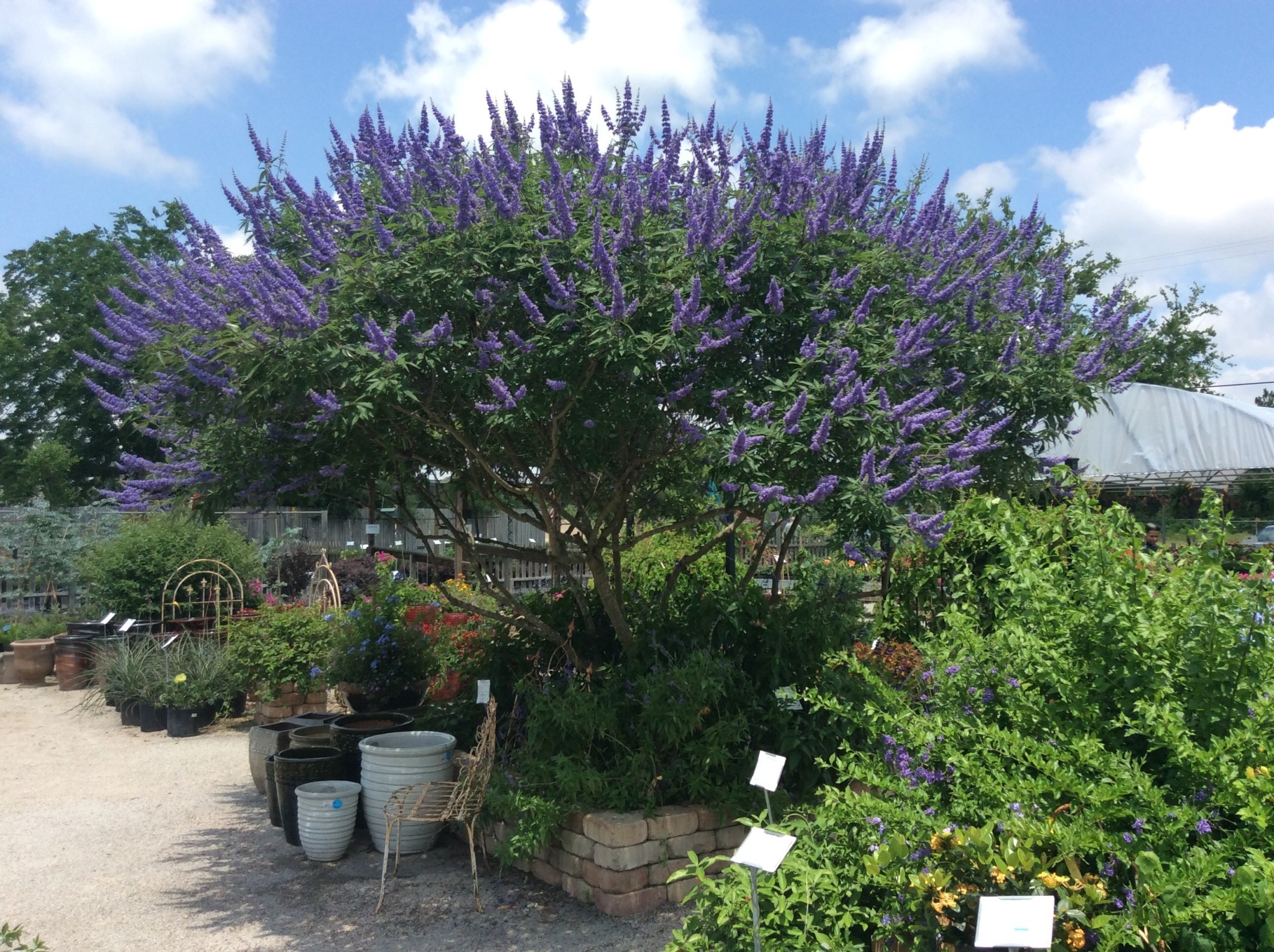 MONTROSE PURPLE VITEX TREE, 3 GALLON