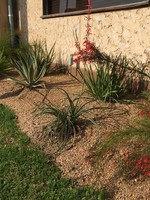 YUCCA, RED 3G