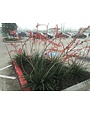 YUCCA, 'RED, 3G