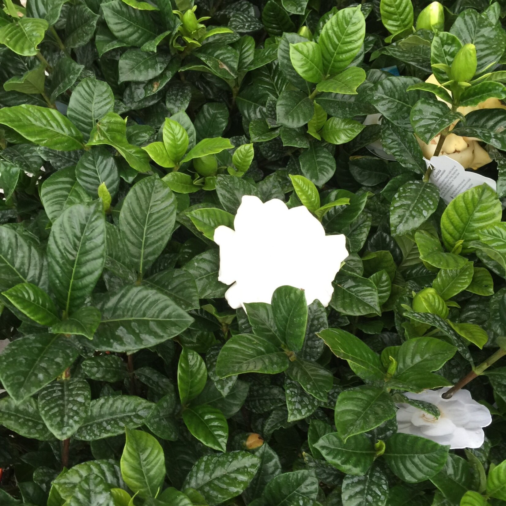 GARDENIA, 'AUGUST BEAUTY', 3G