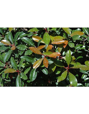 Cleyera 'Japonica' 3G