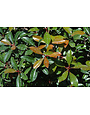 Japanese Cleyera 3 Gallon - Cleyera japonica
