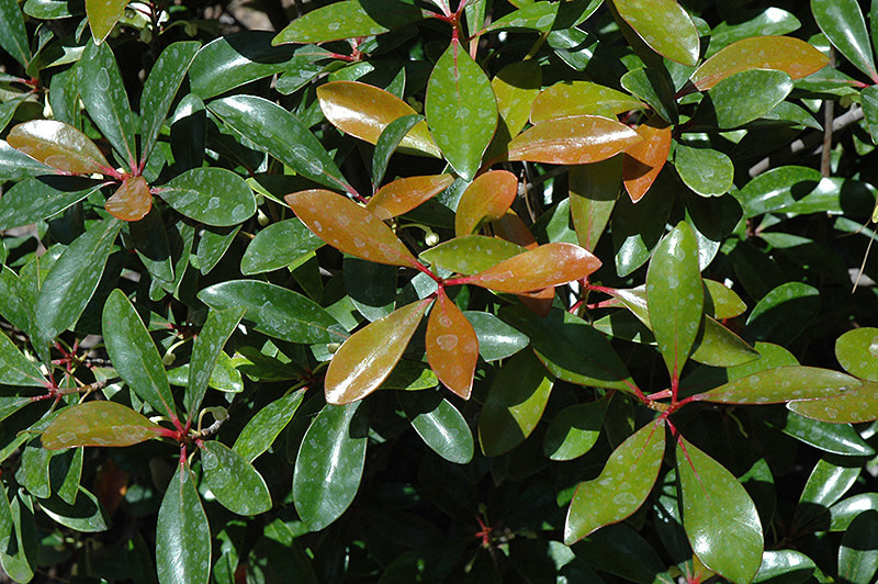 Japanese Cleyera 3 Gallon - Cleyera japonica