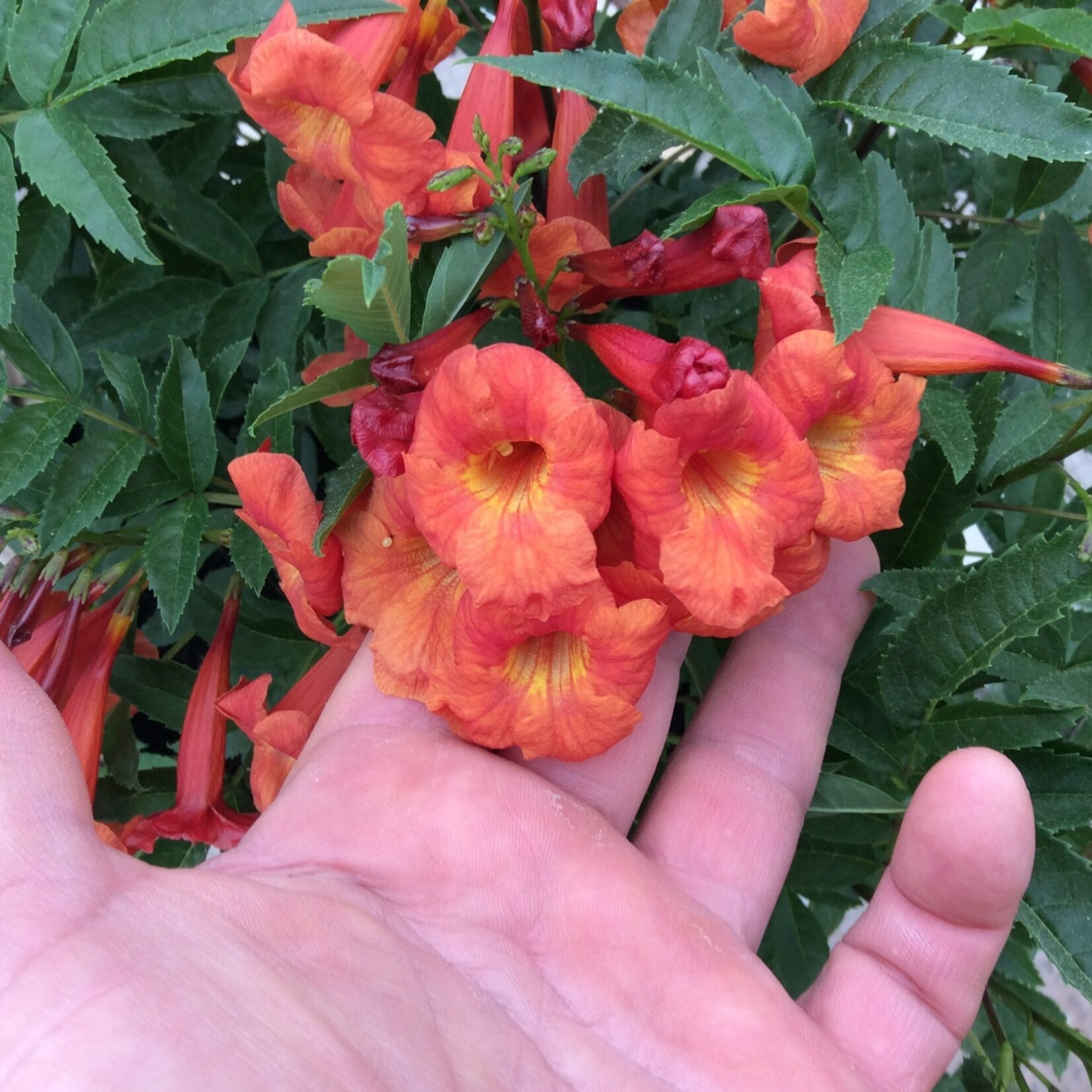 ESPERANZA, 'BELLS OF FIRE' 3G