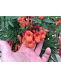 'BELLS OF FIRE' ESPERANZA PLANT, 3 GALLON