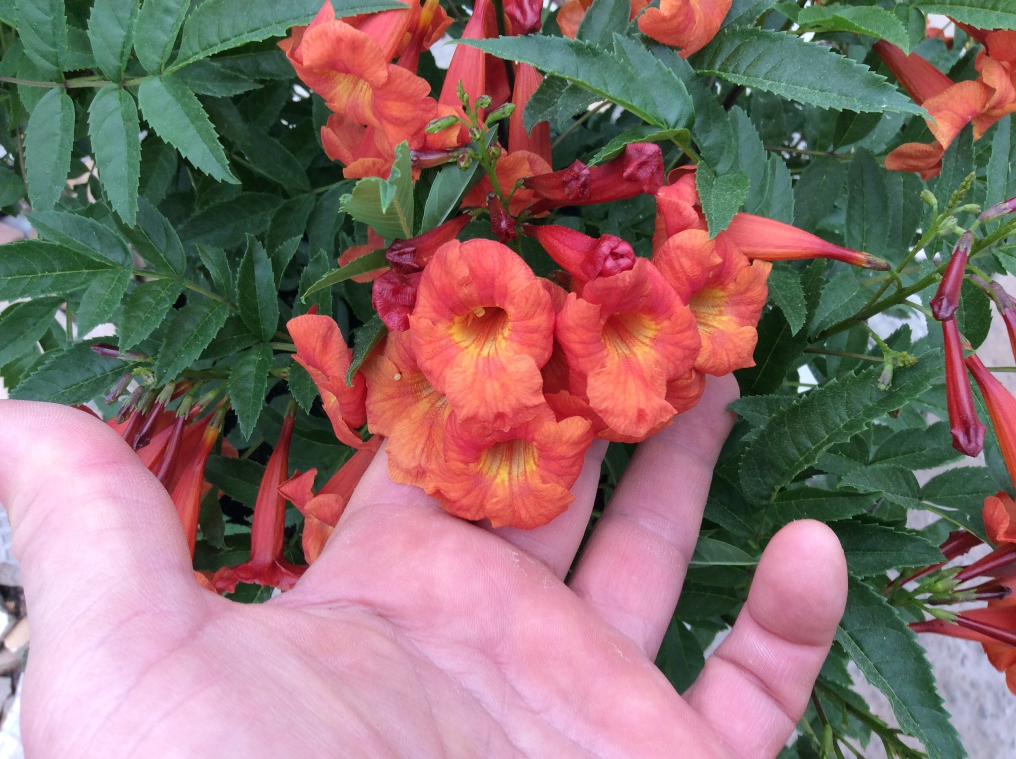 'BELLS OF FIRE' ESPERANZA PLANT, 3 GALLON