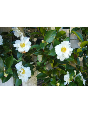 CAMELLIA, SASANQUA, 'SETSUGEKKA', 3G*