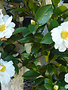 CAMELLIA, SASANQUA, 'SETSUGEKKA' 3G WHITE