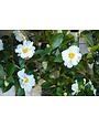 CAMELLIA, SASANQUA, 'SETSUGEKKA' 3G WHITE