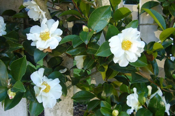 'SETSUGEKKA' CAMELLIA SASANQUA, 3 GALLON