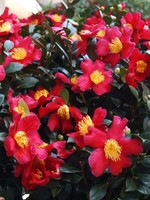 Camellia, Sasanqua, Yuletide 3G sgl red