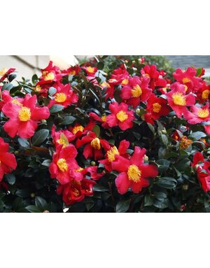 CAMELLIA, SASANQUA, 'YULETIDE', 3G*