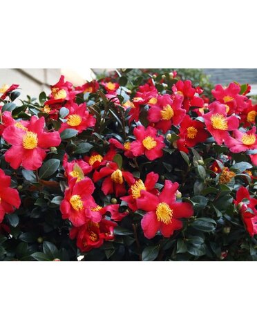 CAMELLIA, SASANQUA, 'YULETIDE', 3G*