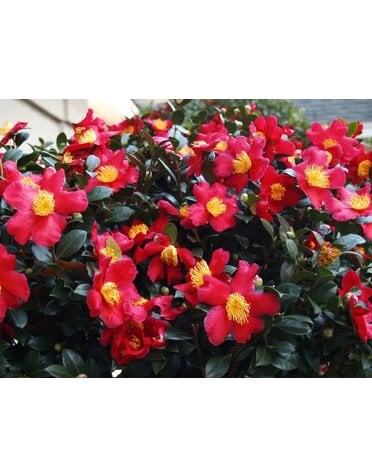 Camellia 'Yuletide' 3G