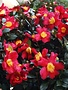 CAMELLIA, SASANQUA, 'YULETIDE', 3G*