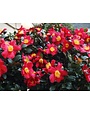 'YULETIDE' CAMELLIA SASANQUA, 3 GALLON