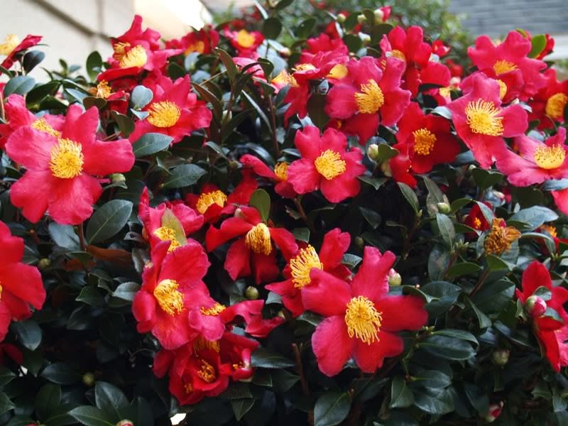 'Yuletide' Camellia 3 Gallon Perfect Holiday Color