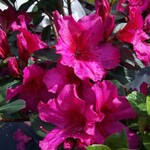 AZALEA, 'FORMOSA', RED, 3G (MAGENTA)