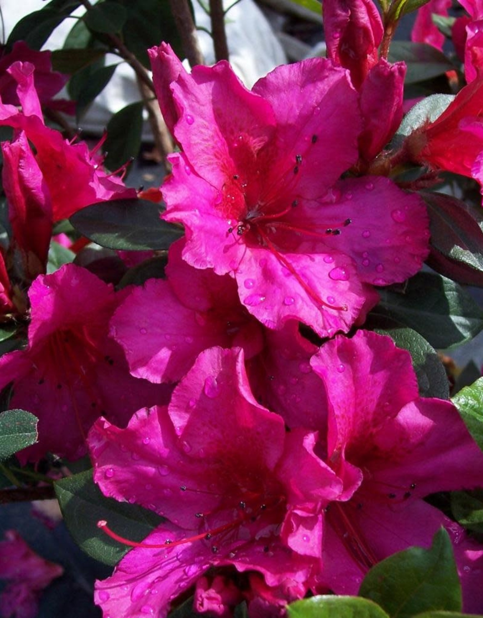 Azalea, Formosa, Red 3G (Magenta) Growers Outlet