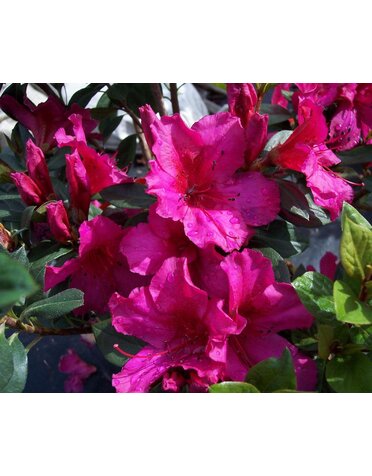 AZALEA, 'RED', MAGENTA COLORED, 3G
