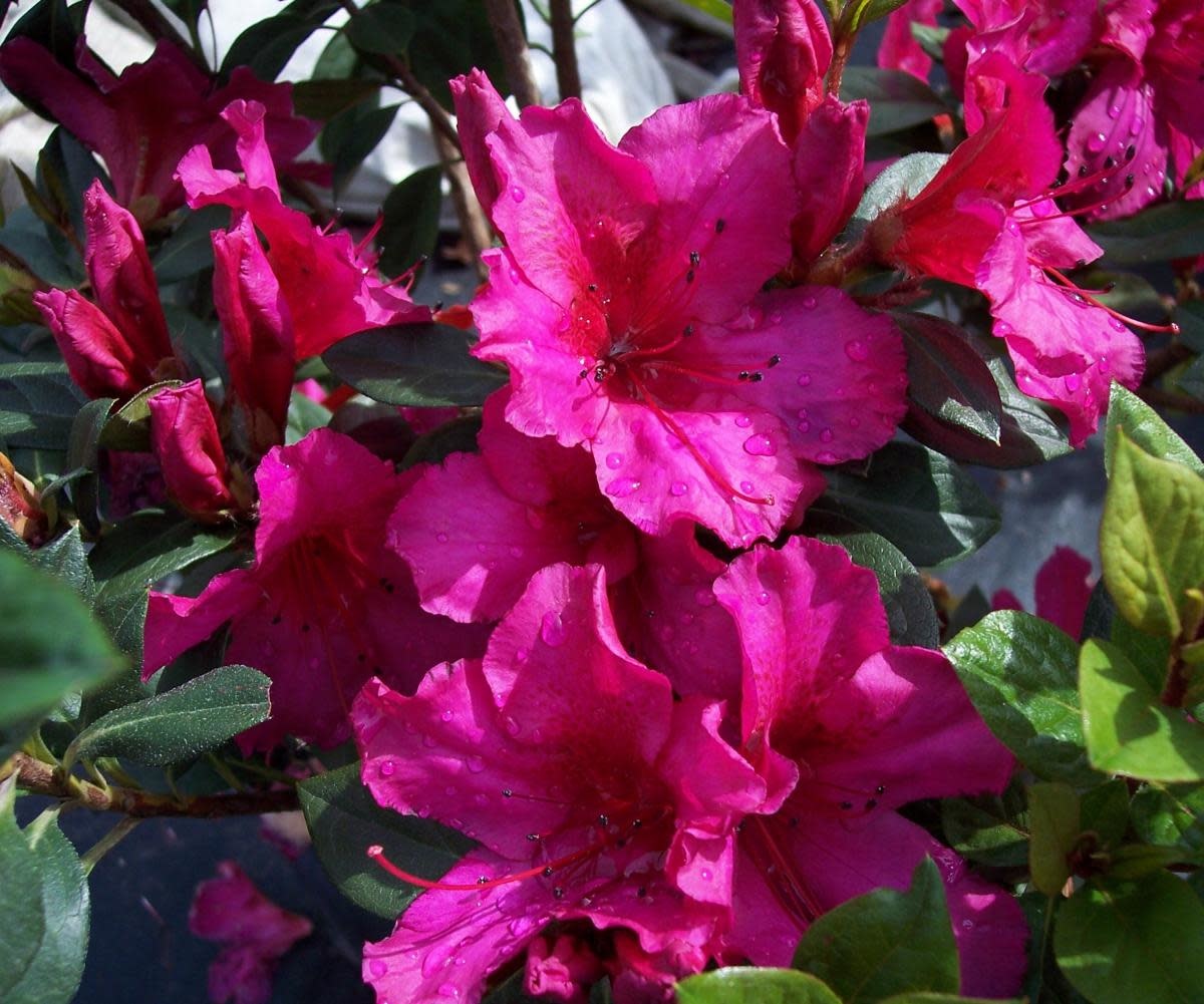 Azalea 'Formosa' Red/Magenta 3 Gallon - Large Red Blooms