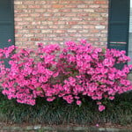 HANNA RAY' BOTTLEBRUSH 15G multi trunk- GROWERS OUTLET WILLIS, TEXAS -  Growers Outlet Willis Texas