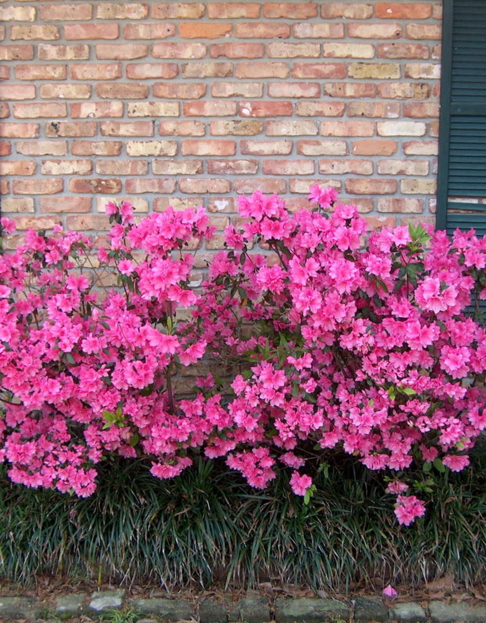 Azalea, Judge Solomon, (pink Formosa) 3G - Growers Outlet