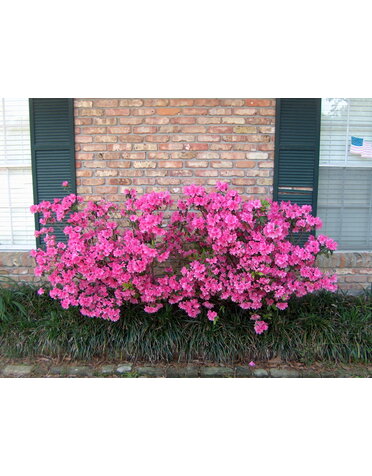 Azalea Judge Solomon Pink 3 Gallon