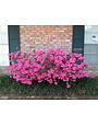 Azalea 'Judge Solomon' Pink 3 Gallon - Soft Pink Blooms