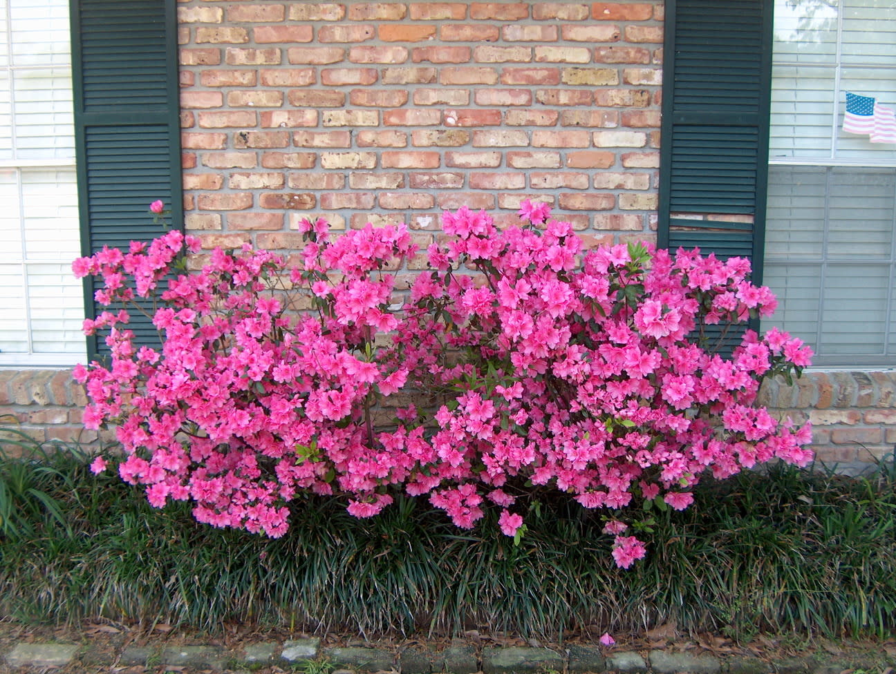 Azalea 'Judge Solomon' Pink 3 Gallon - Soft Pink Blooms