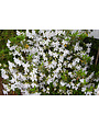 'G.G. GERBING' WHITE AZALEA, 3 GALLON