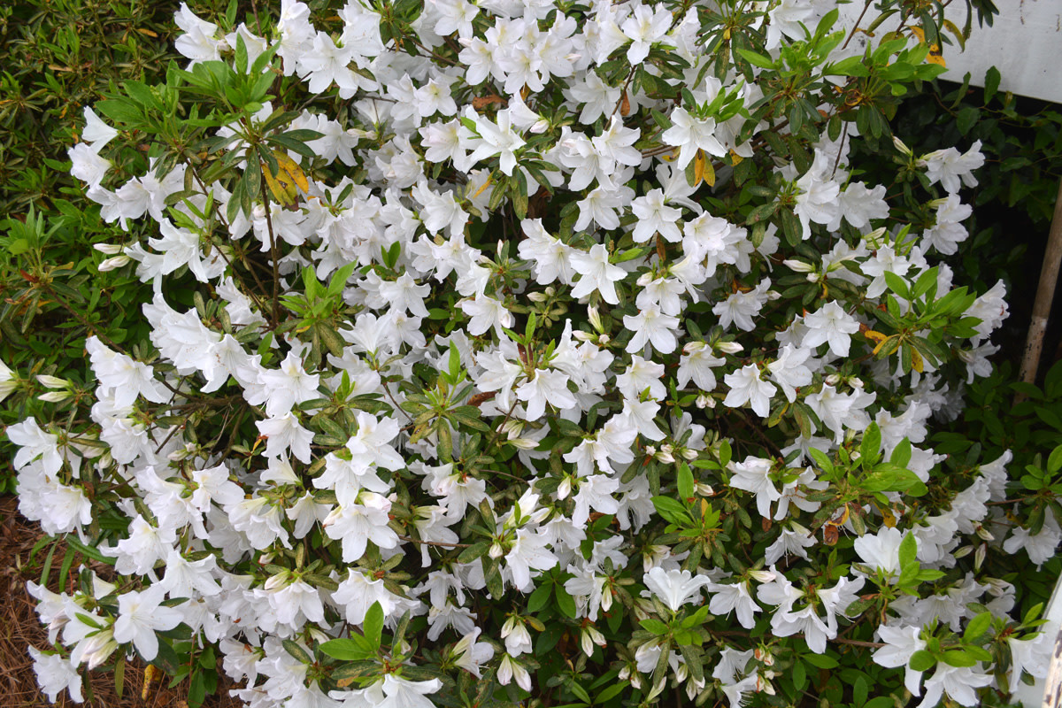 Azalea 'GG Gerbing' White 3 Gallon - Pure White Blooms
