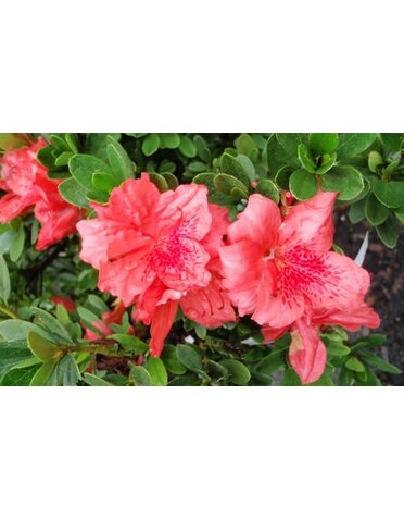 Azalea Fashion 3 Gallon