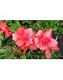 Azalea 'Fashion' 3 Gallon - Coral Pink Blooms