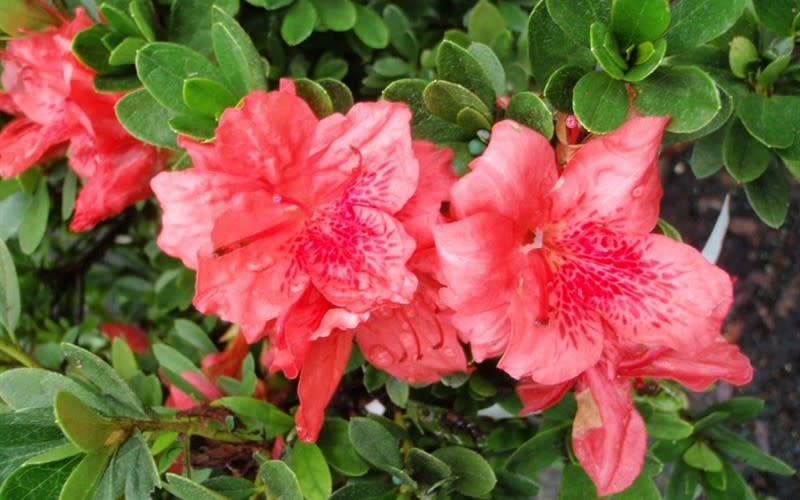 Azalea 'Fashion' 3 Gallon - Coral Pink Blooms