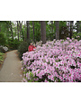 Azalea 'George Tabor' 3 Gallon - Light Pink Blooms