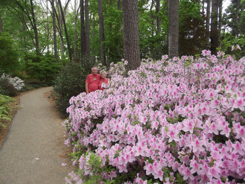 Azalea 'George Tabor' 3 Gallon - Light Pink Blooms