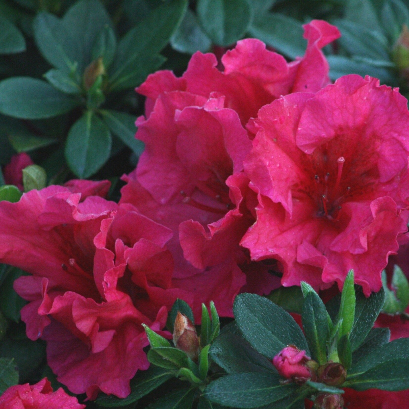 AZALEA, 'RUFFLES', (RED), 3G