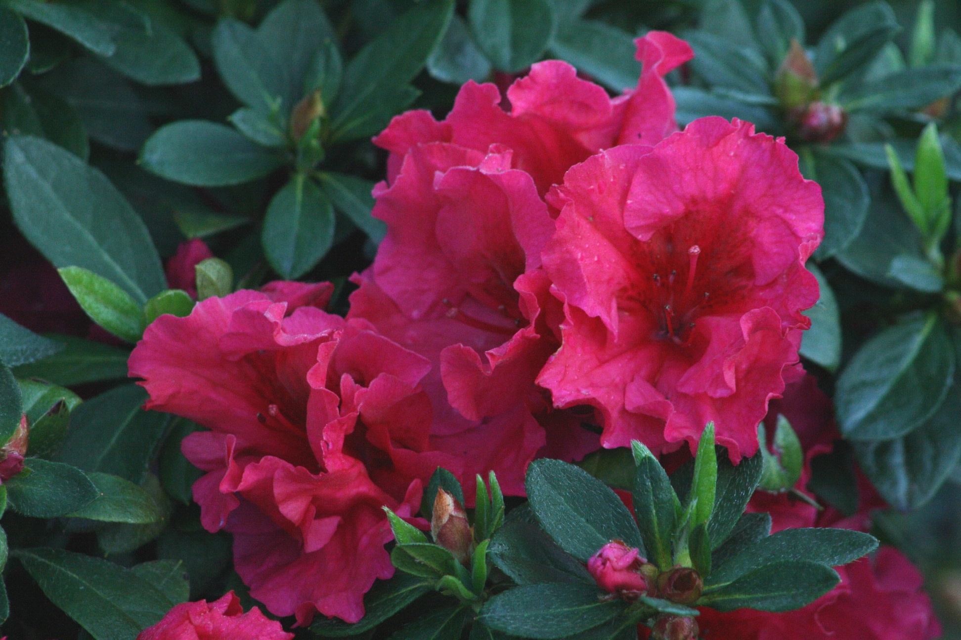 Azalea, Ruffles, Red 3G 14.99 Growers Outlet