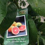 CITRUS, 'GRAPEFRUIT, 'RIO RED',  3G