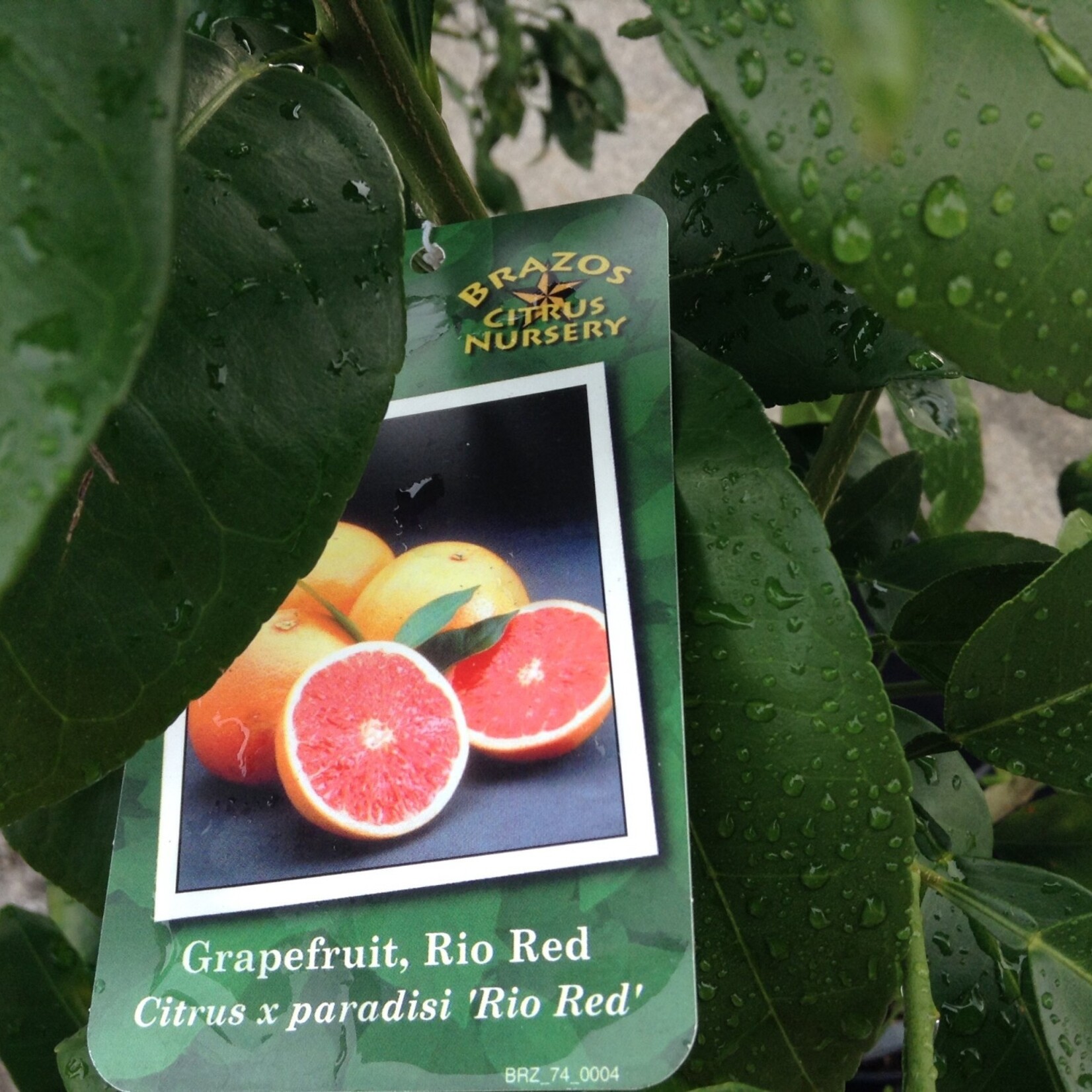 CITRUS, 'GRAPEFRUIT, 'RIO RED', 3G
