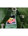 CITRUS, GRAPEFRUIT, 'RIO RED', 3G