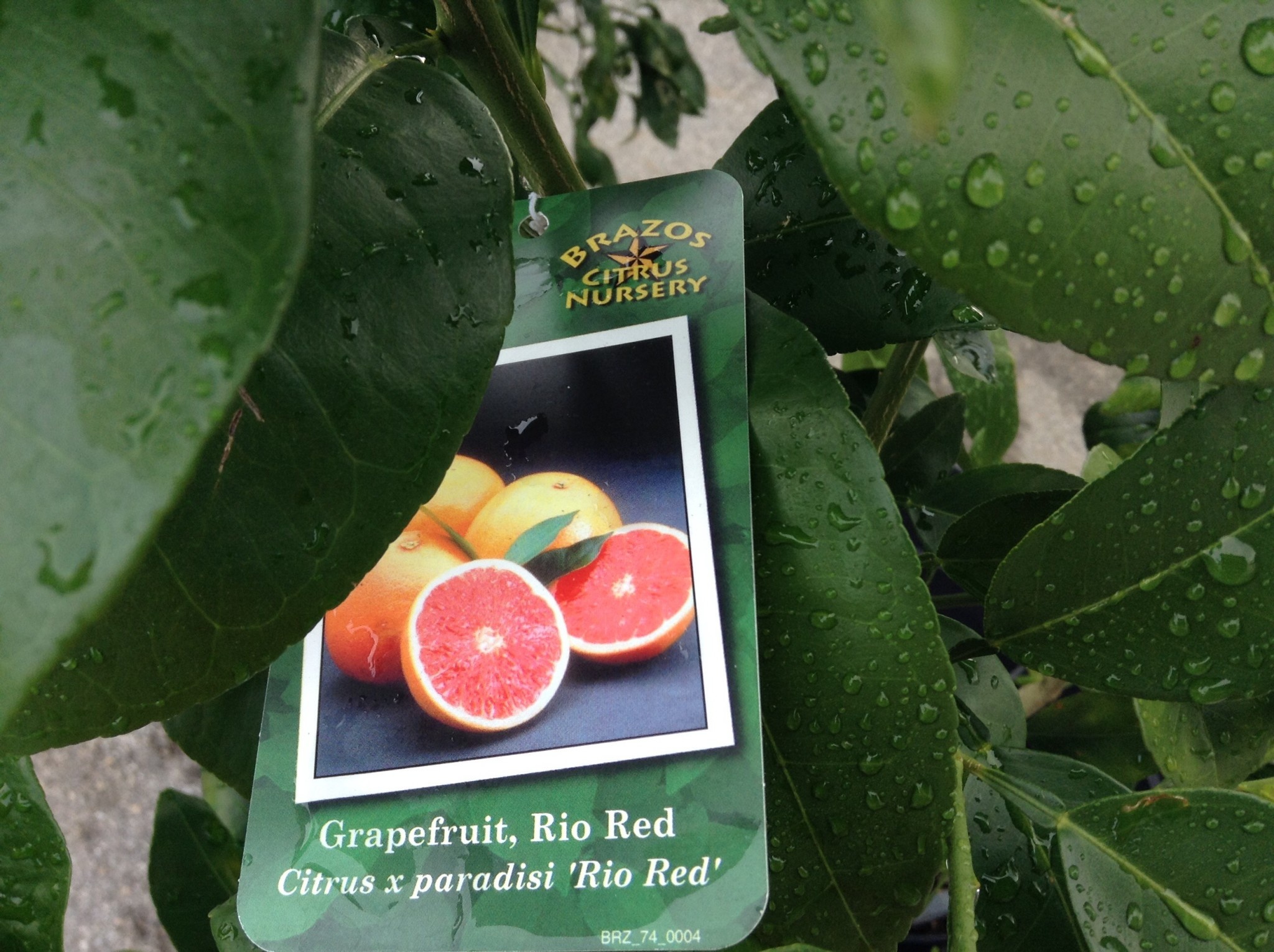 RIO RED GRAPEFRUIT TREE, 3 GALLON