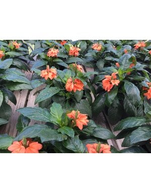 Crossandra 'Orange Marmalade' 6" Pot
