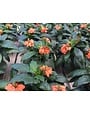Orange Marmalade Crossandra 6 Inch Pot - Crossandra infundibuliformis