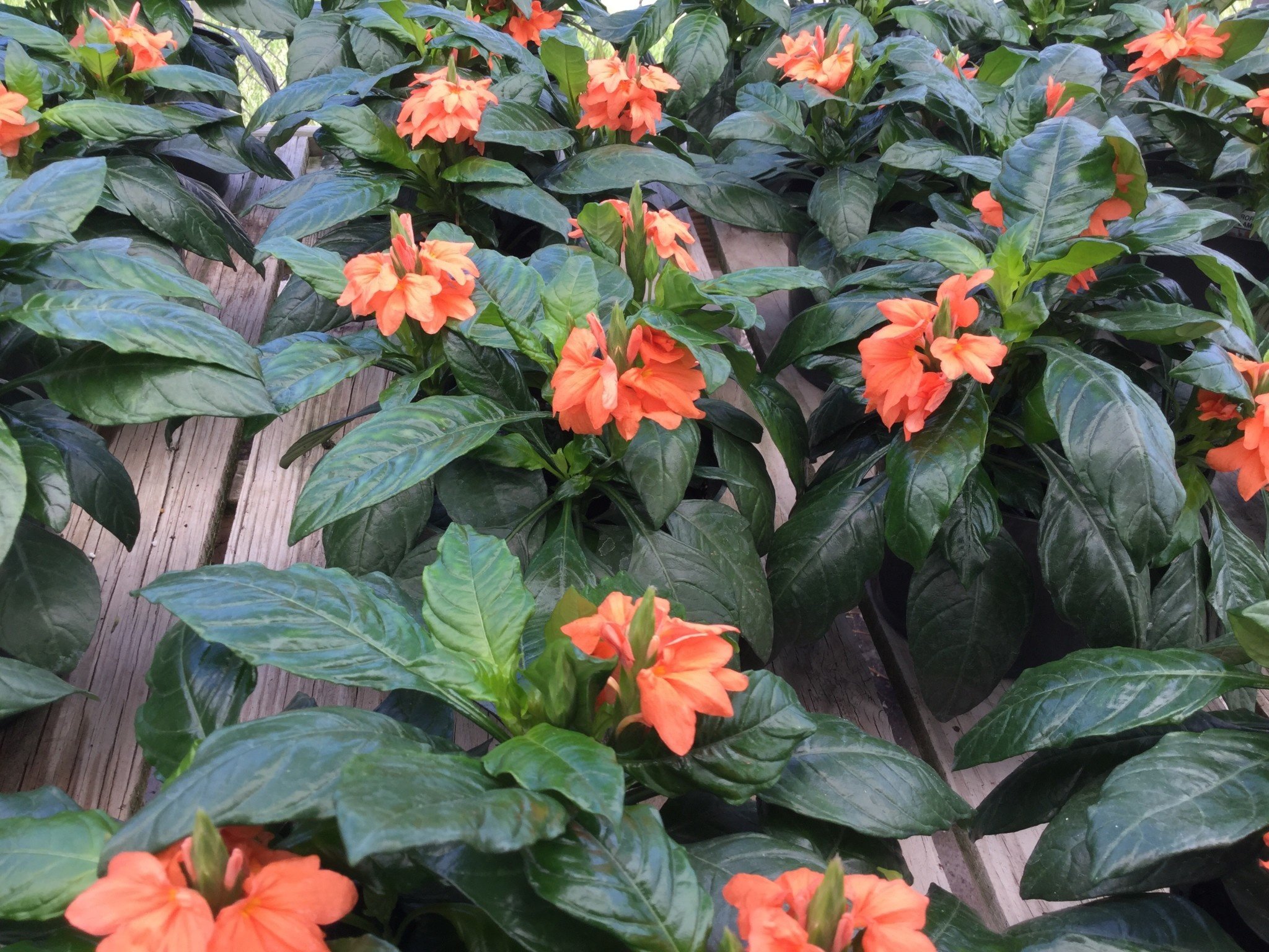 Orange Marmalade Crossandra 6 Inch Pot - Crossandra infundibuliformis
