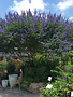 VITEX, 'MONTROSE PURPLE' (CHASTE TREE) 15G