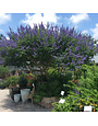 VITEX, 'MONTROSE PURPLE' (CHASTE TREE) 15G